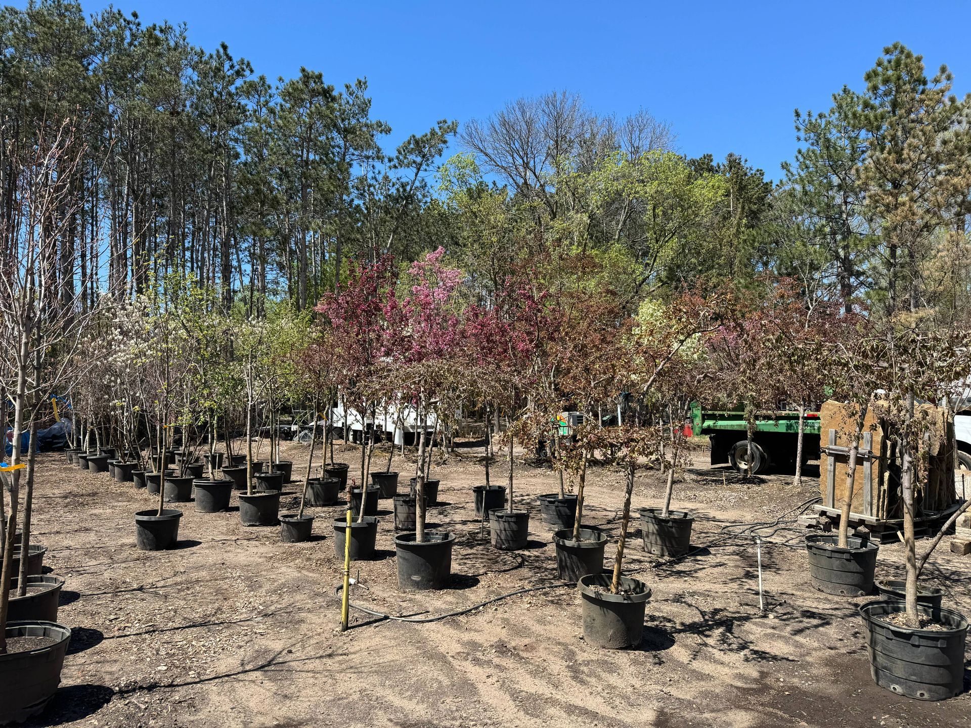 Shades of Green's Nursery showing many trees and plants available for purchase.