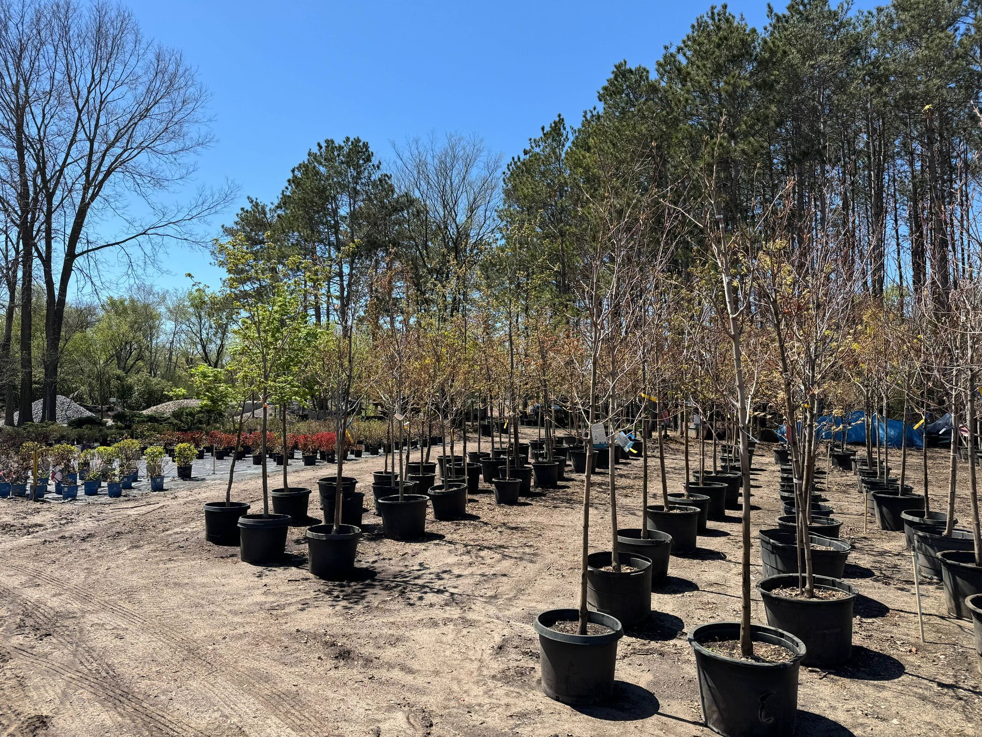 Shades of Green's Nursery showing many trees and plants available for purchase.