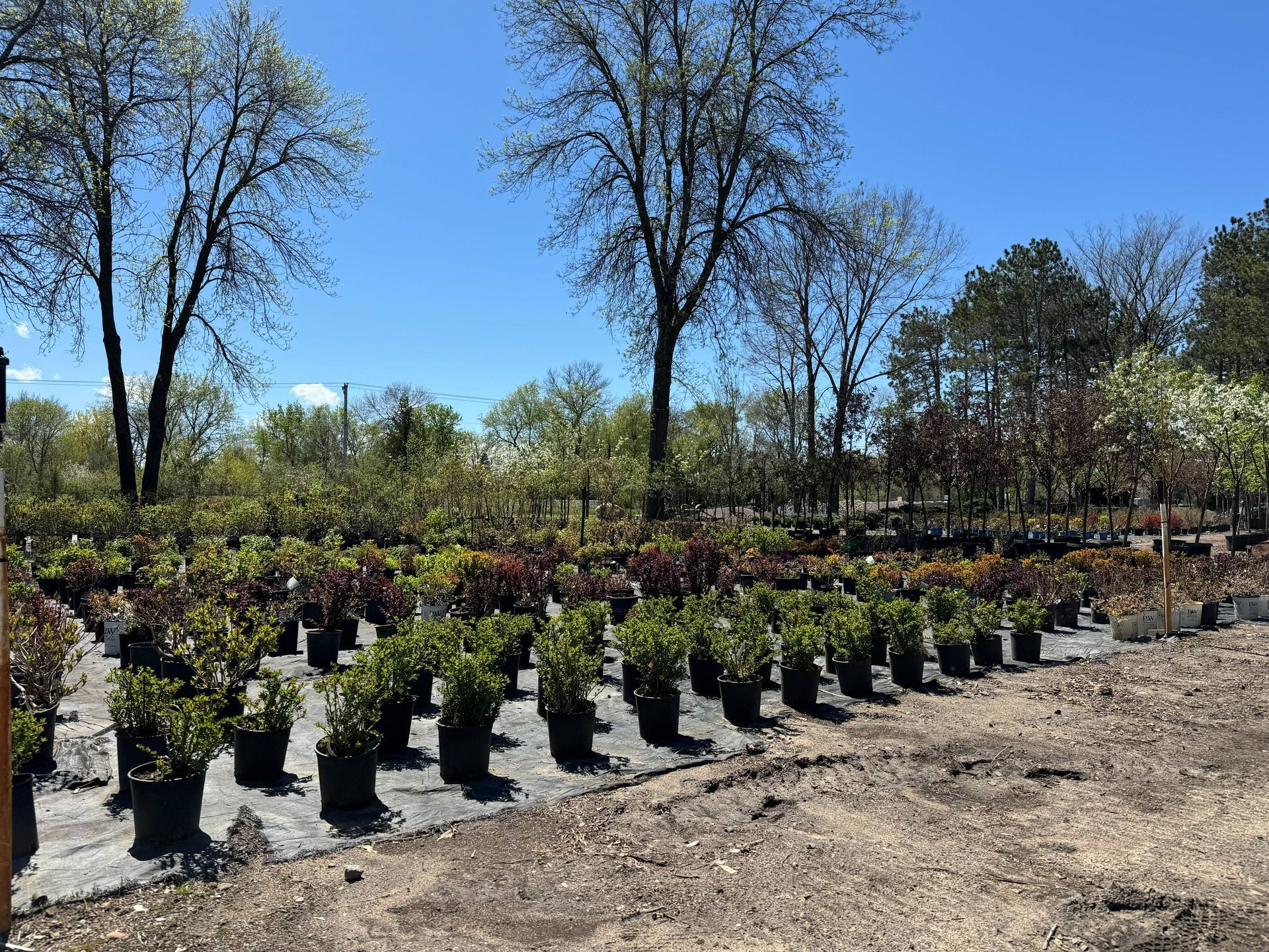 A row of potted plants in a garden center with trees in the background.