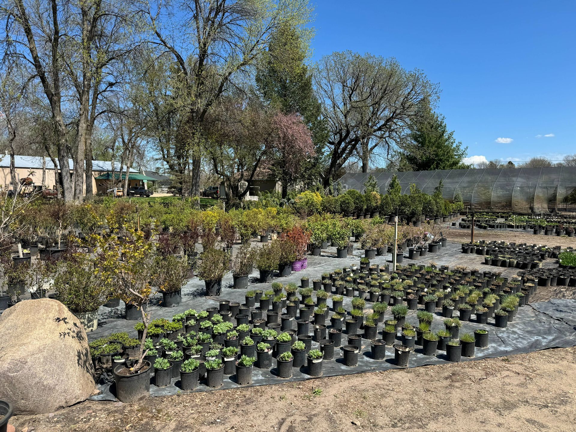 Shades of Green's Nursery showing many trees and plants available for purchase.
