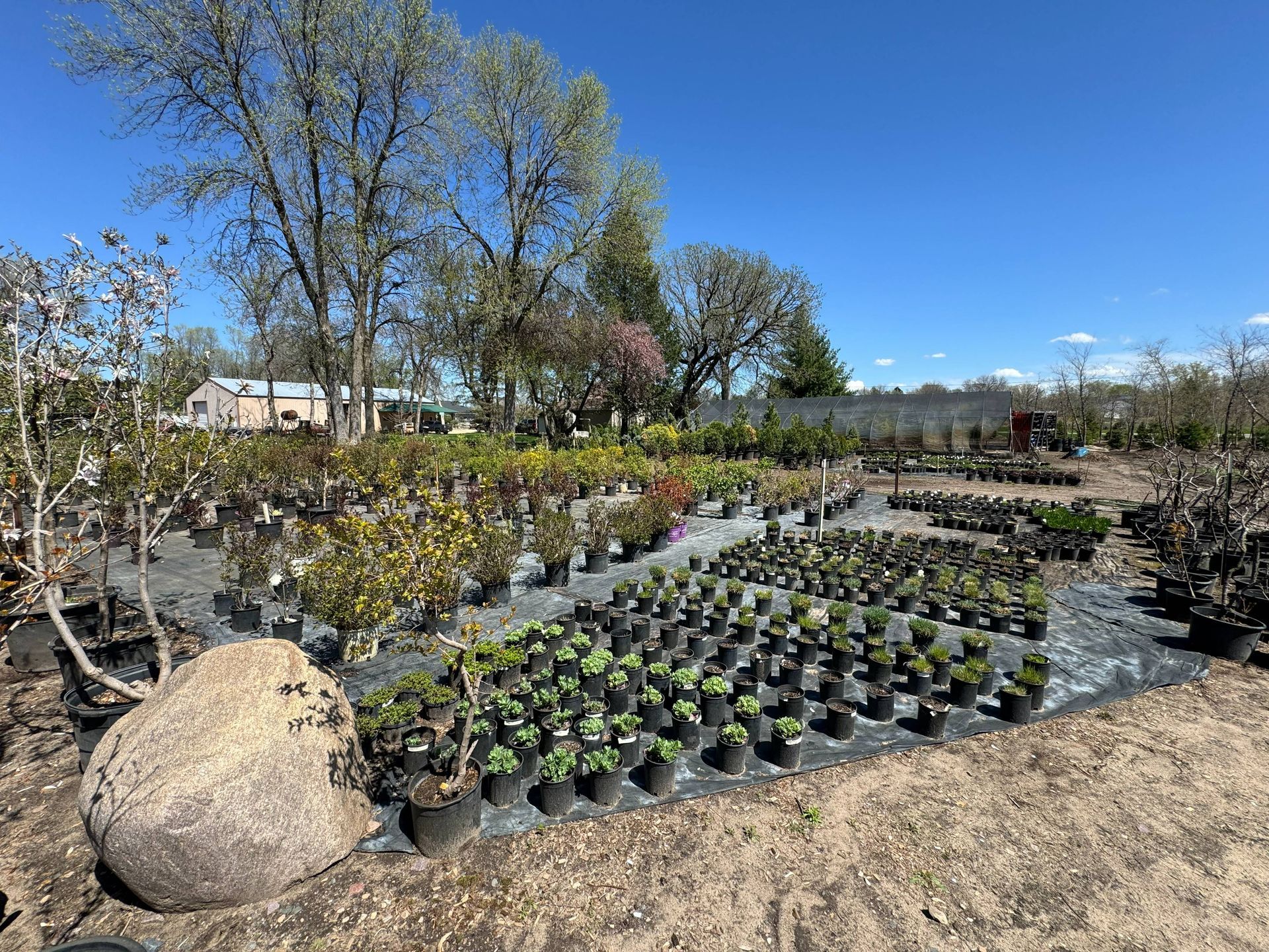 Shades of Green's Nursery showing many trees and plants available for purchase.