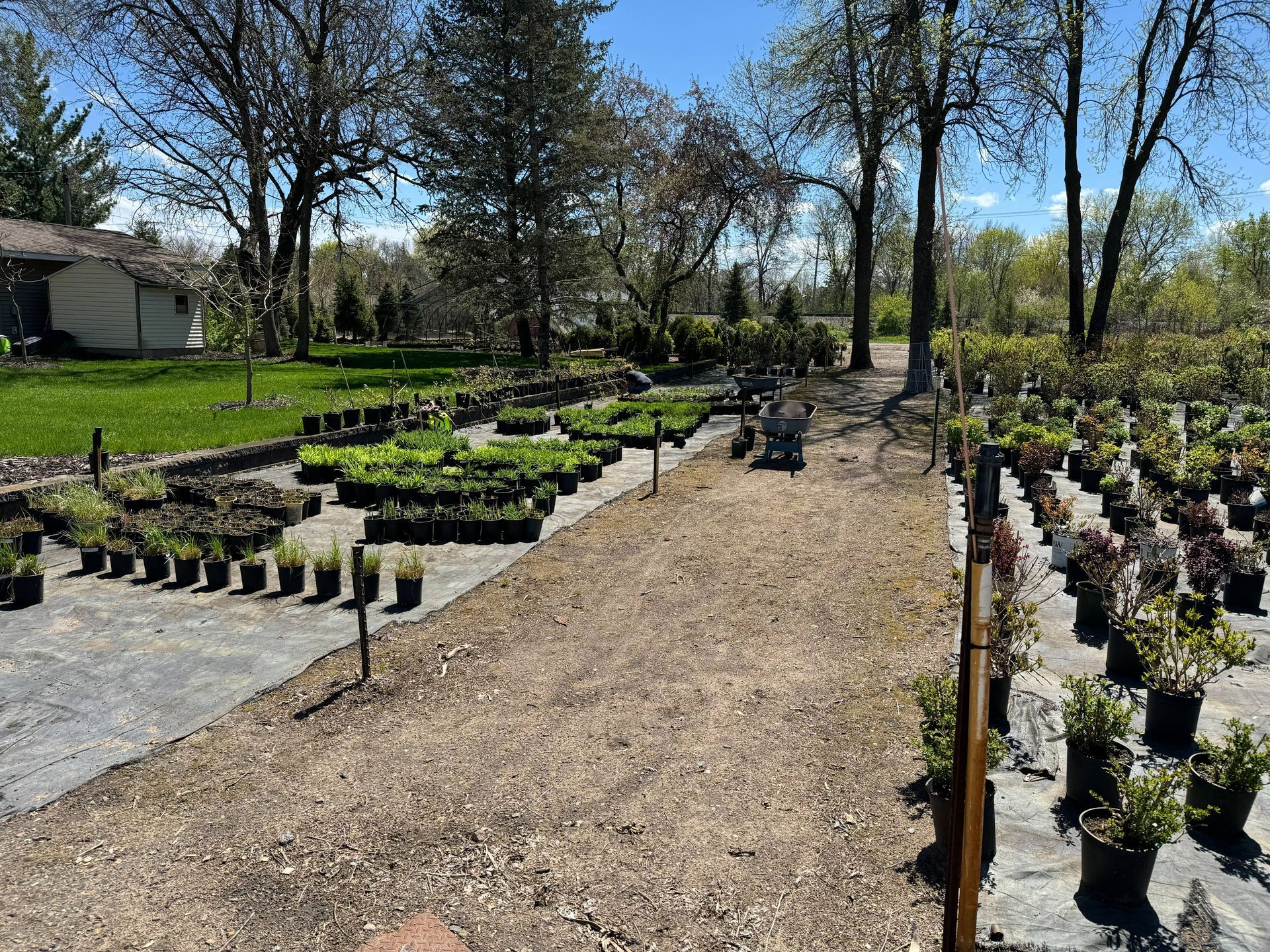 Shades of Green's Nursery showing many trees and plants available for purchase.