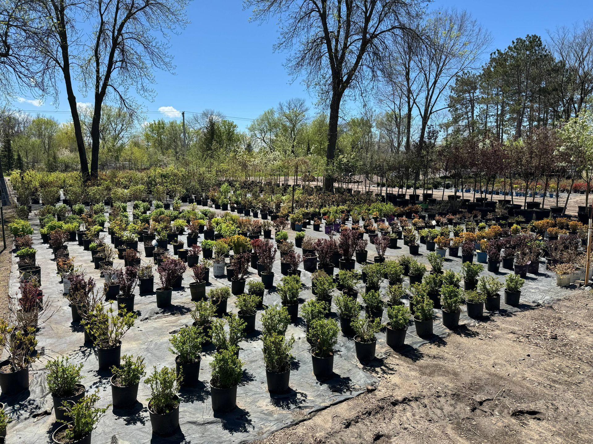 A garden center filled with lots of potted plants on a sunny day.