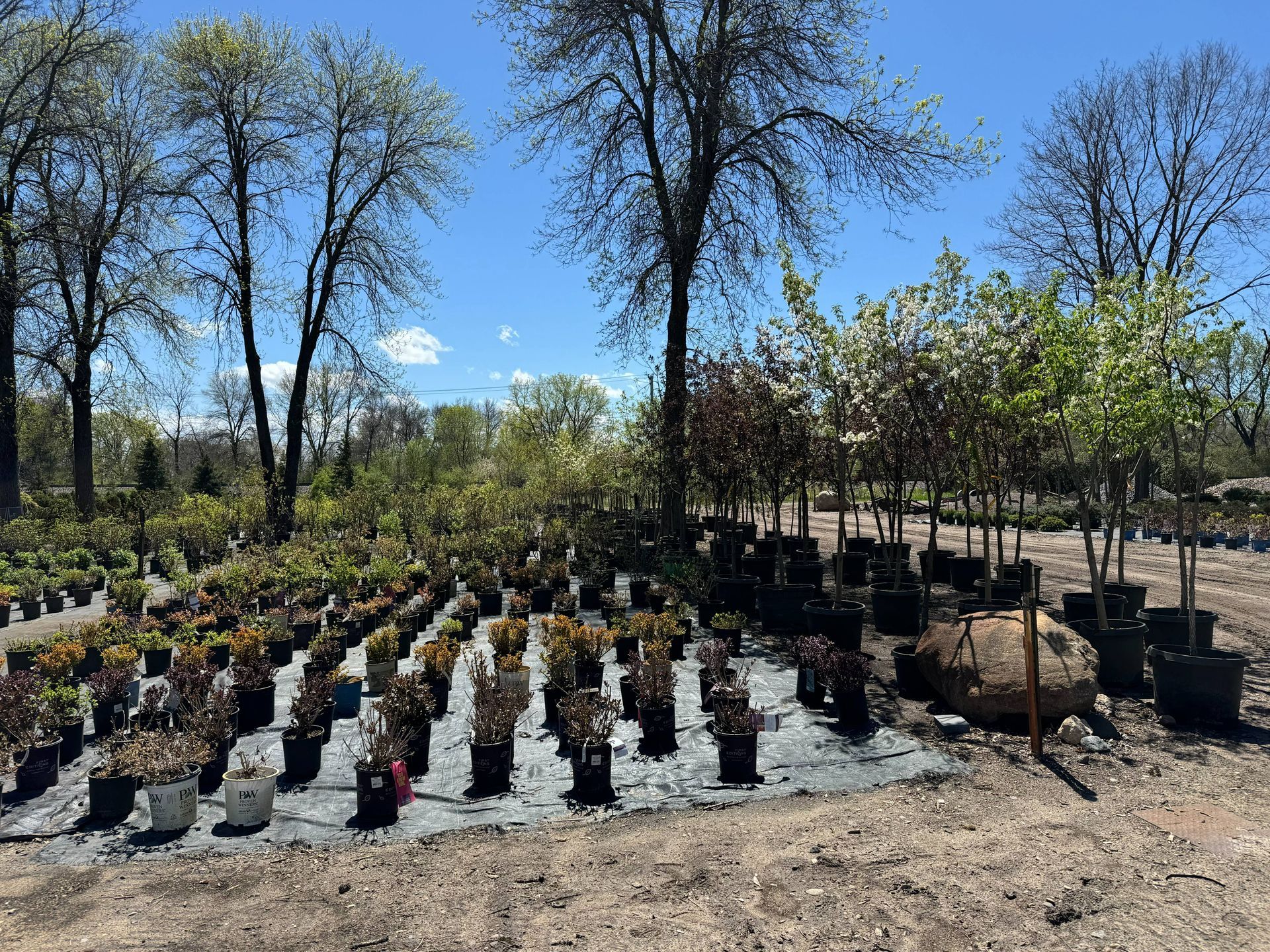 A lot of potted plants are sitting on the ground in a garden center.