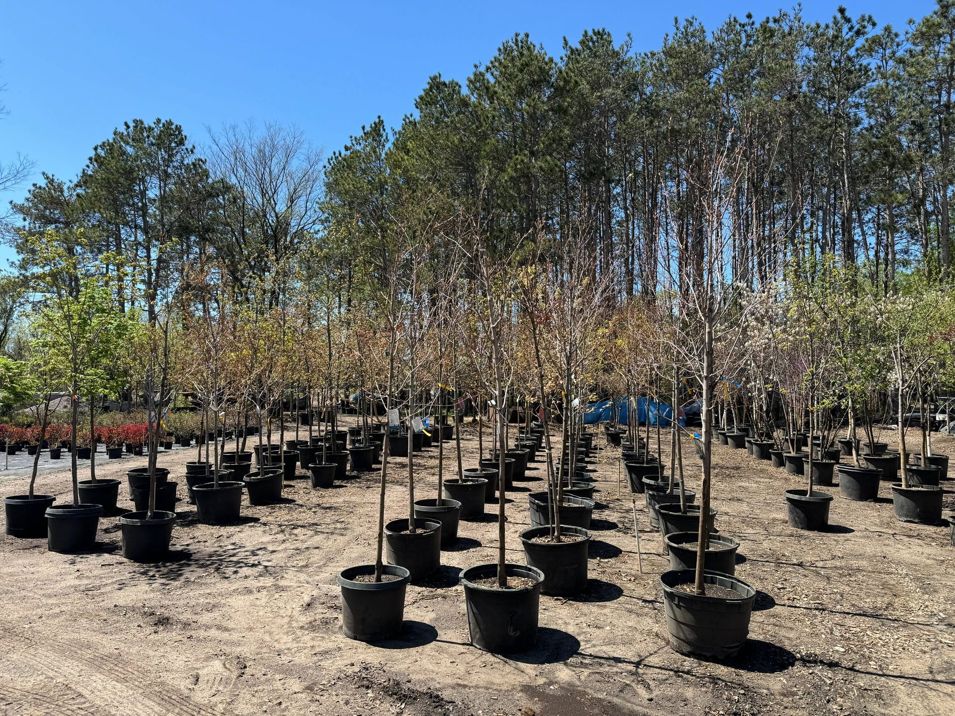Shades of Green's Nursery showing many trees and plants available for purchase.