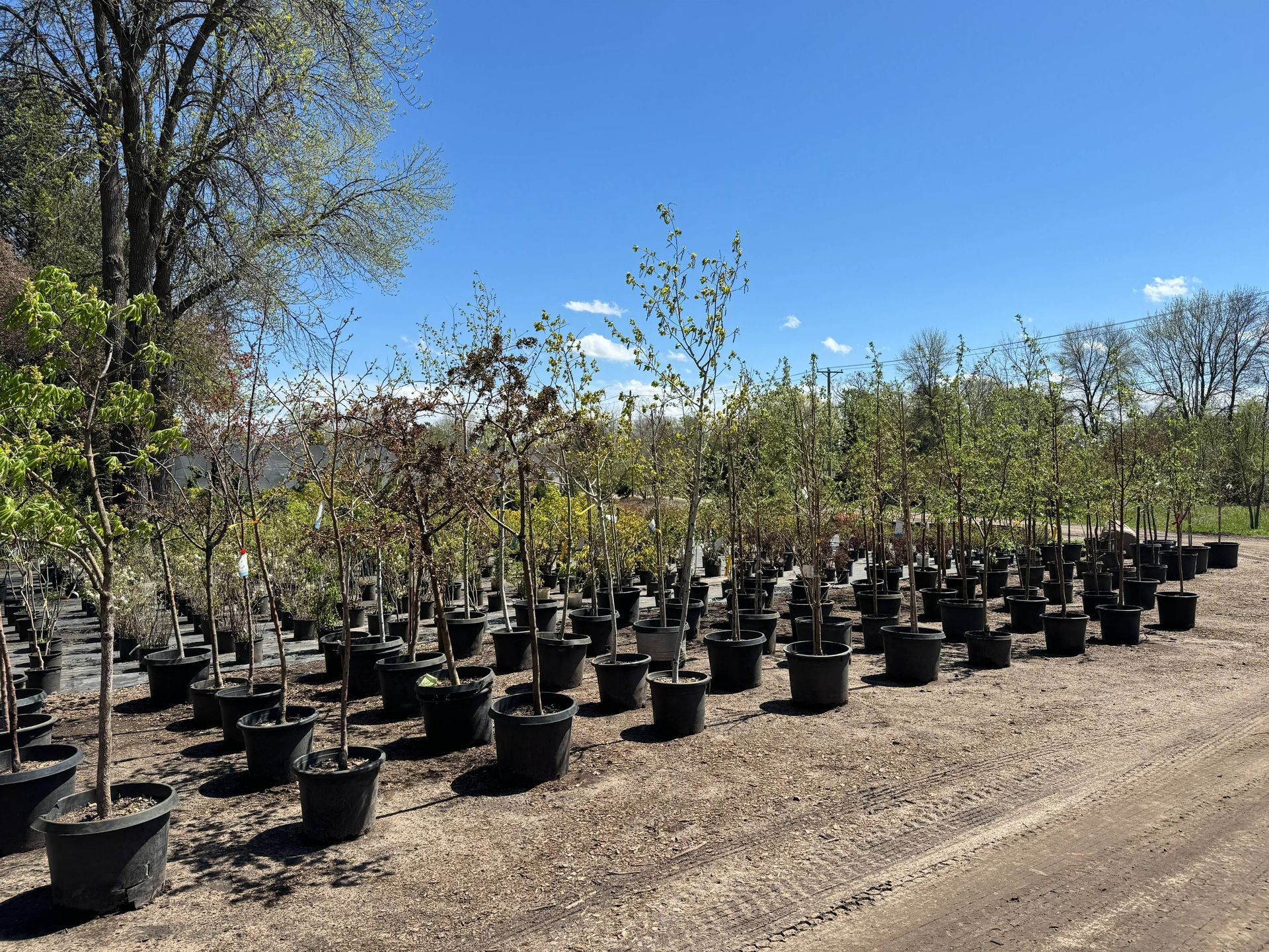A row of potted trees are lined up in a garden center.