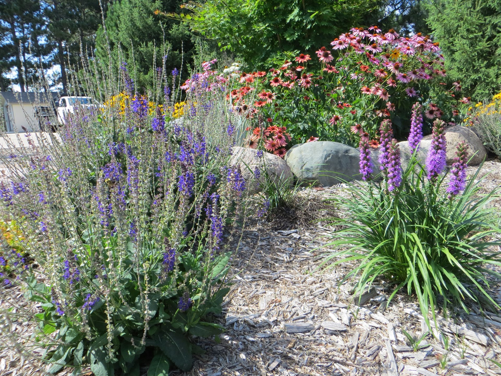A garden filled with lots of purple flowers and rocks.