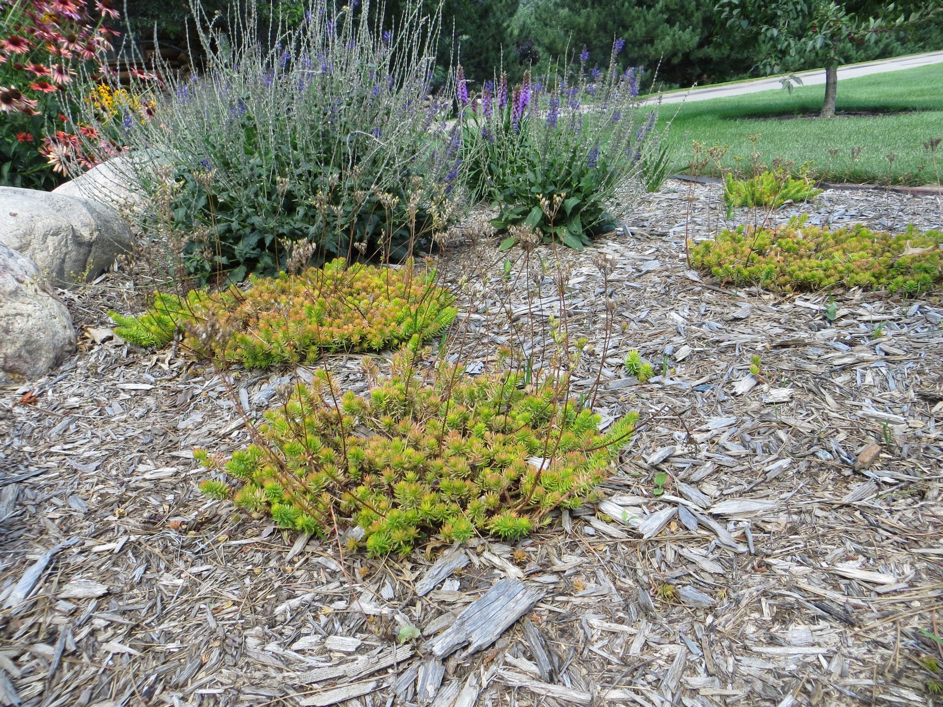A garden filled with lots of plants and mulch.