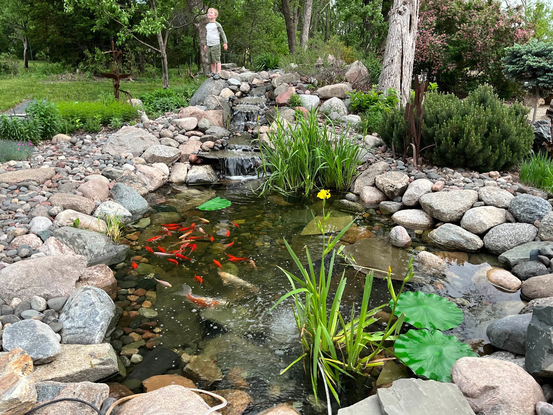 A boy is standing next to a pond filled with fish and plants.