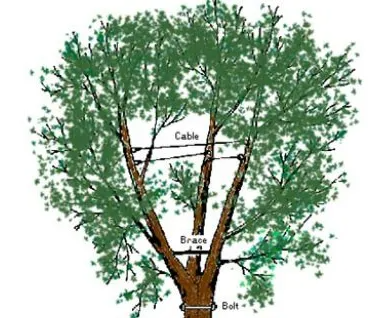 A picture of a multi-lead tree that may need to be cabled, cabled and braced, or bolted, cabled, and braced.