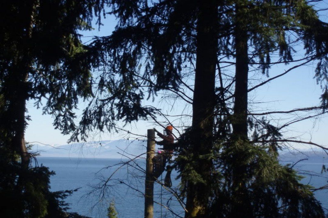 Arborist man cutting a branch