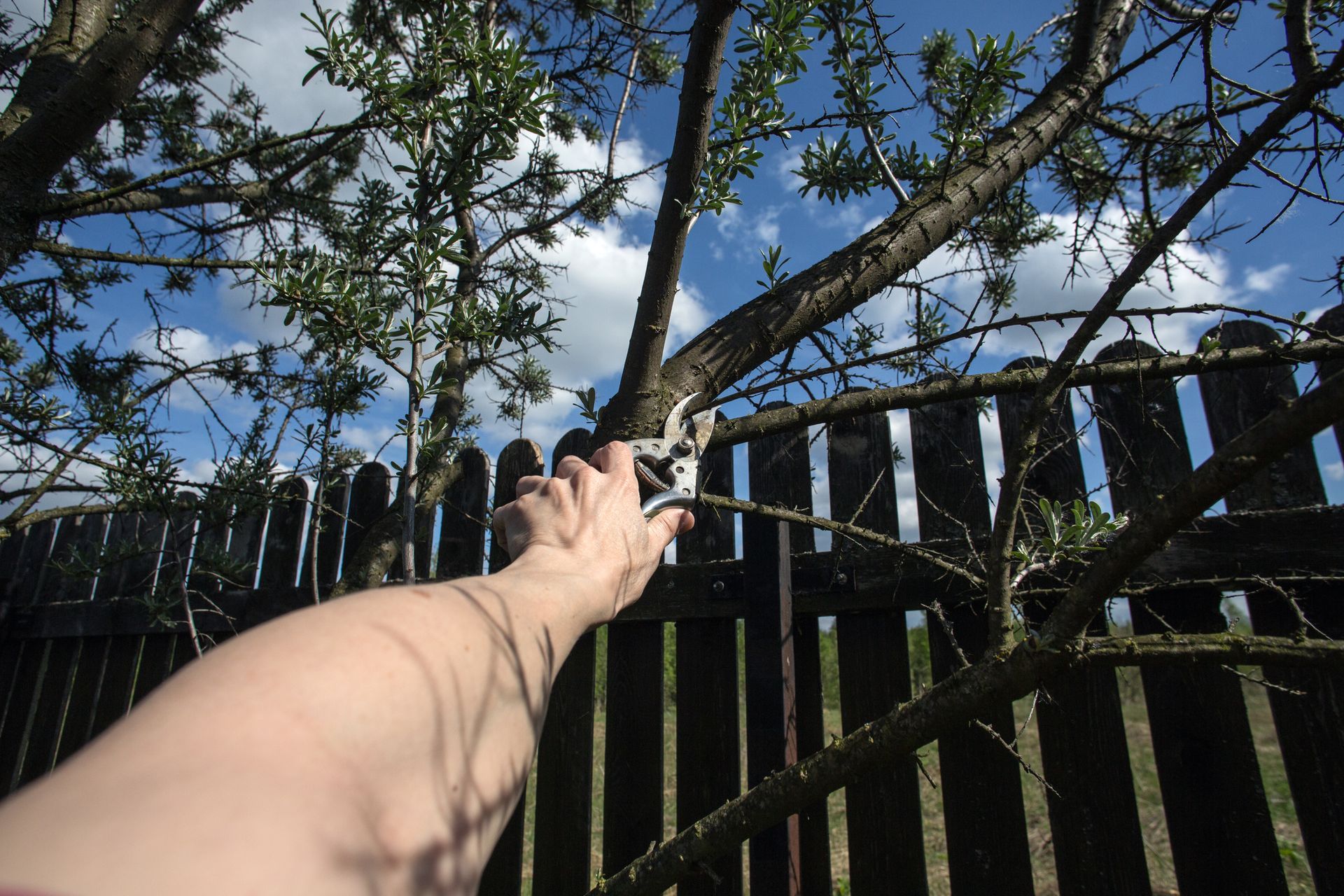 Landscaping company arborist’s hand cutting out a branch using pruning shears. 