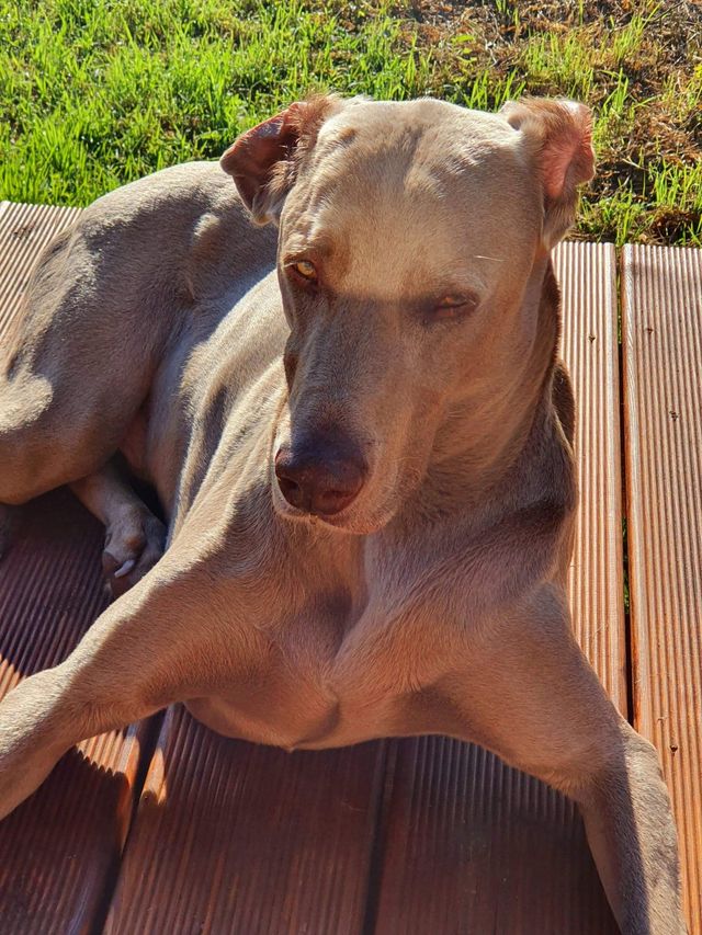 Garantie Bevatten smeren Onze lieve hond "Xeno" overleed na Bravecto