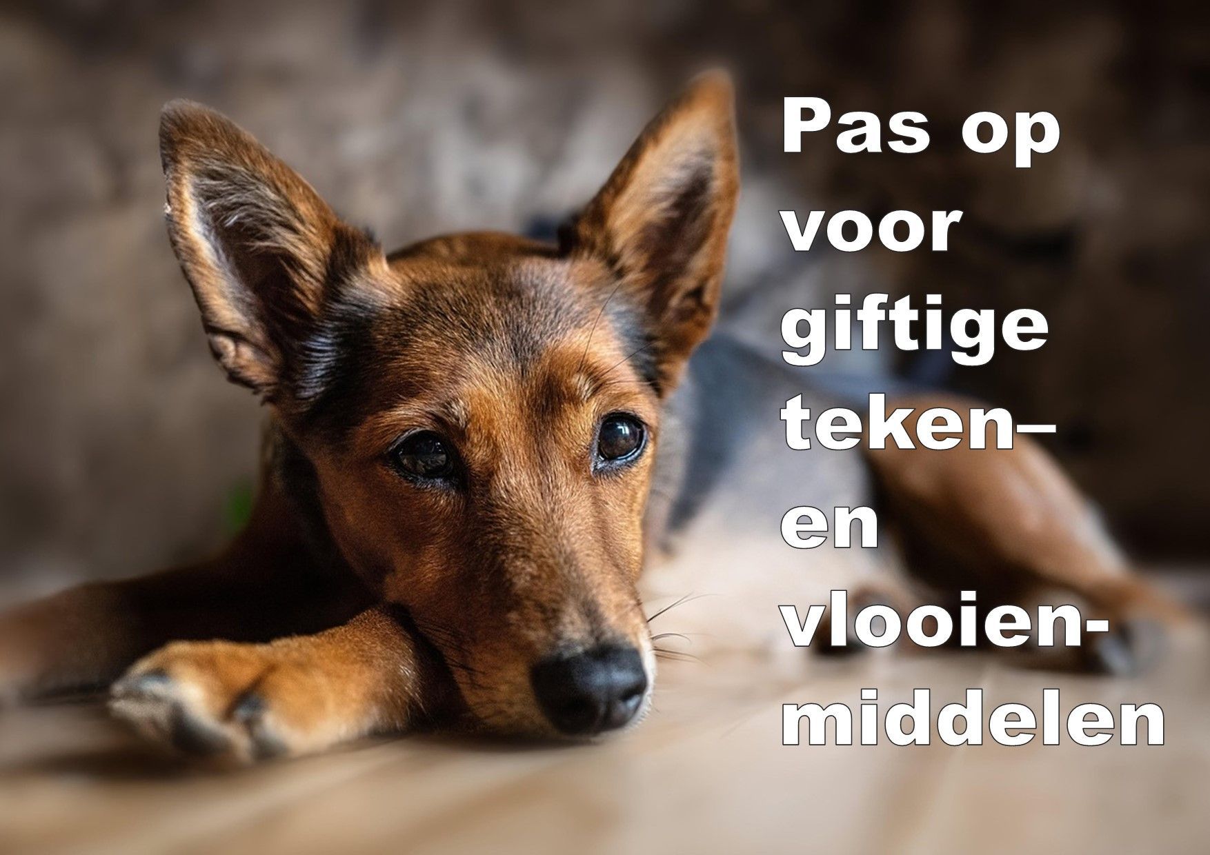 Pas op voor de giftige  teken- en vlooienmiddelen - OOK DAT NOG - KRO / NCRV