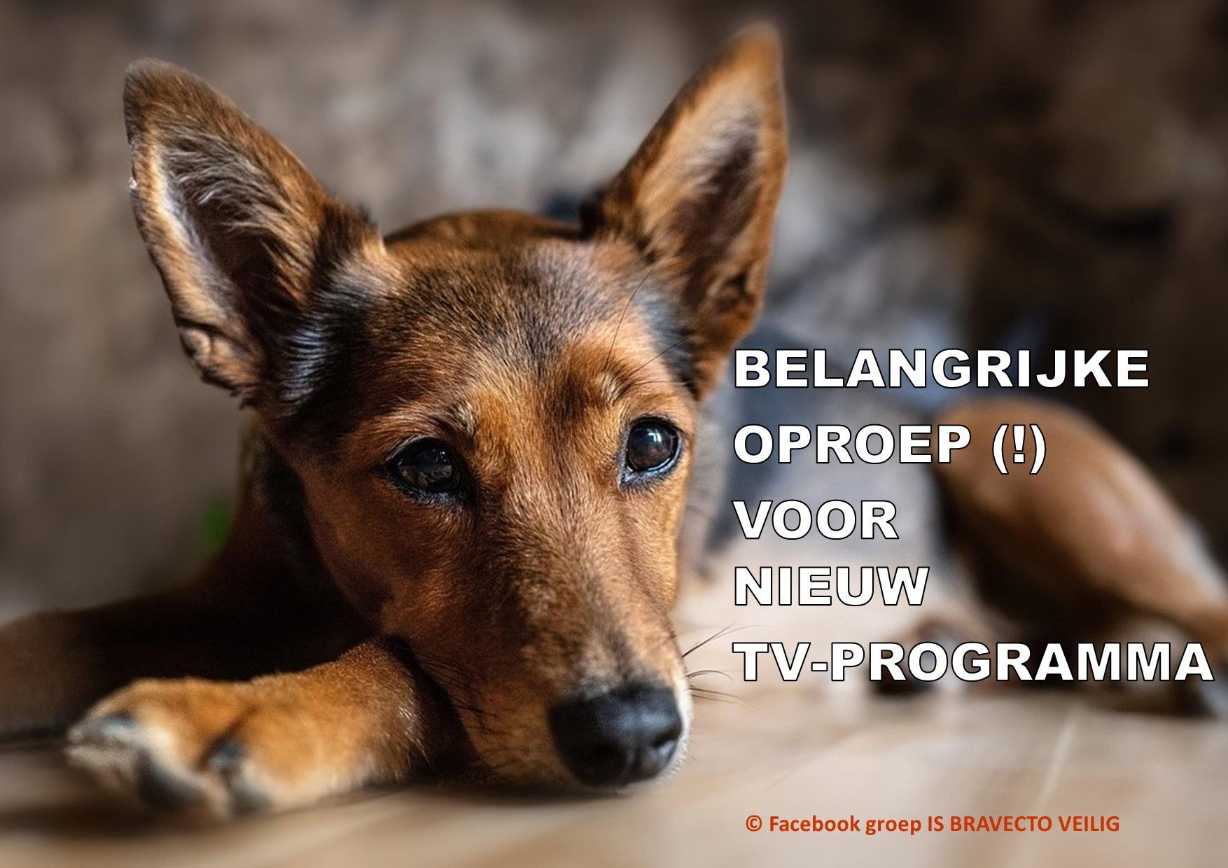 Hond of kat overleden na een teken- en vlooienmiddel? KRO / NCRV op zoek naar ervaringen