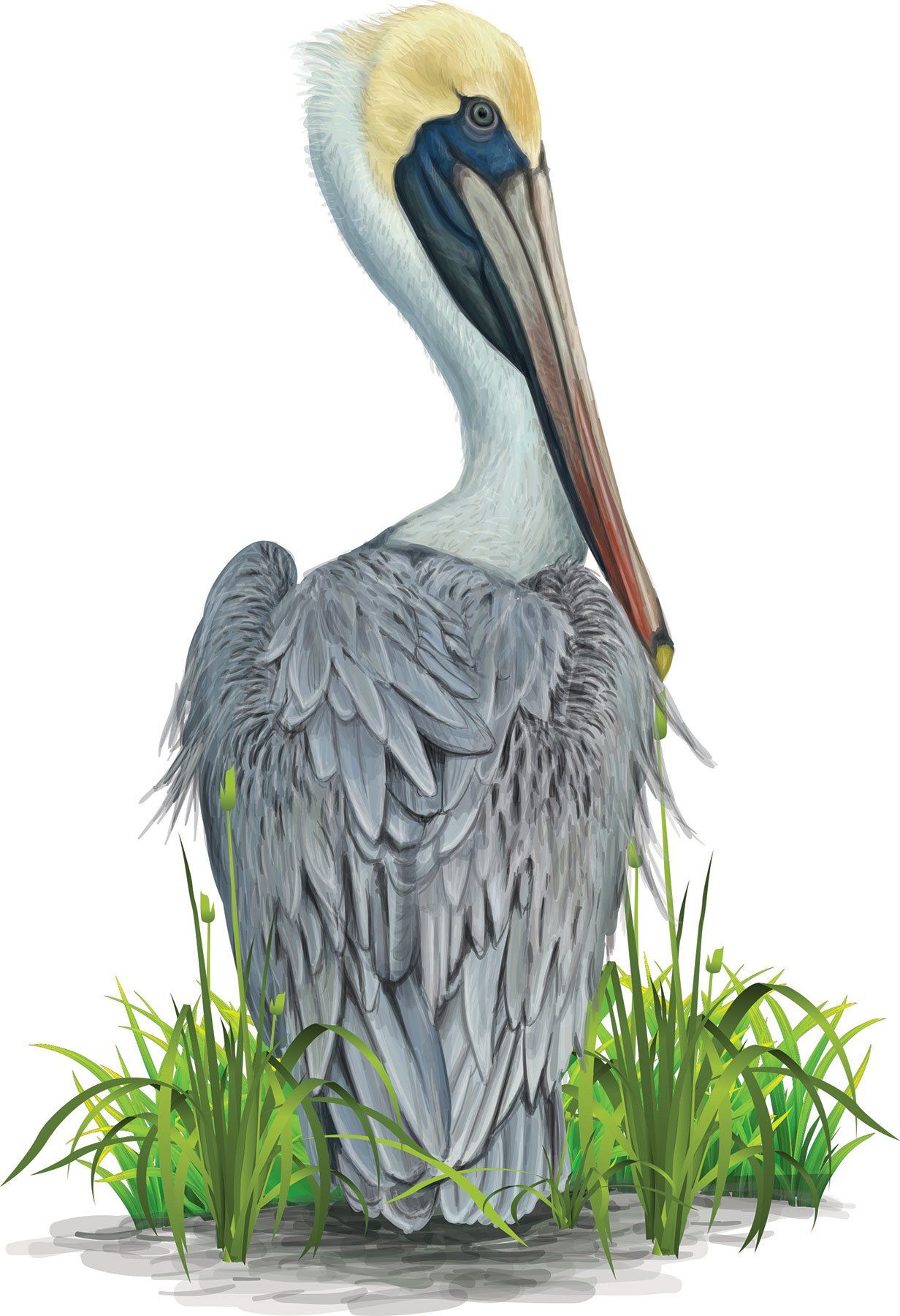 Pelican — New Bern, NC — Coastal Carolina Air Conditioning