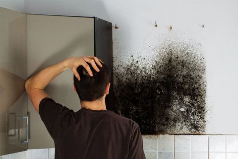 Toxic Mold Cases