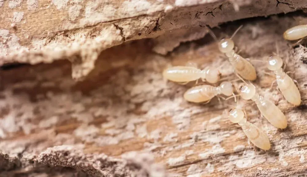 Termites on Damaged Wood, Light Brown Bodies, Close-up — Dominion Pest Control in Nanango, QLD