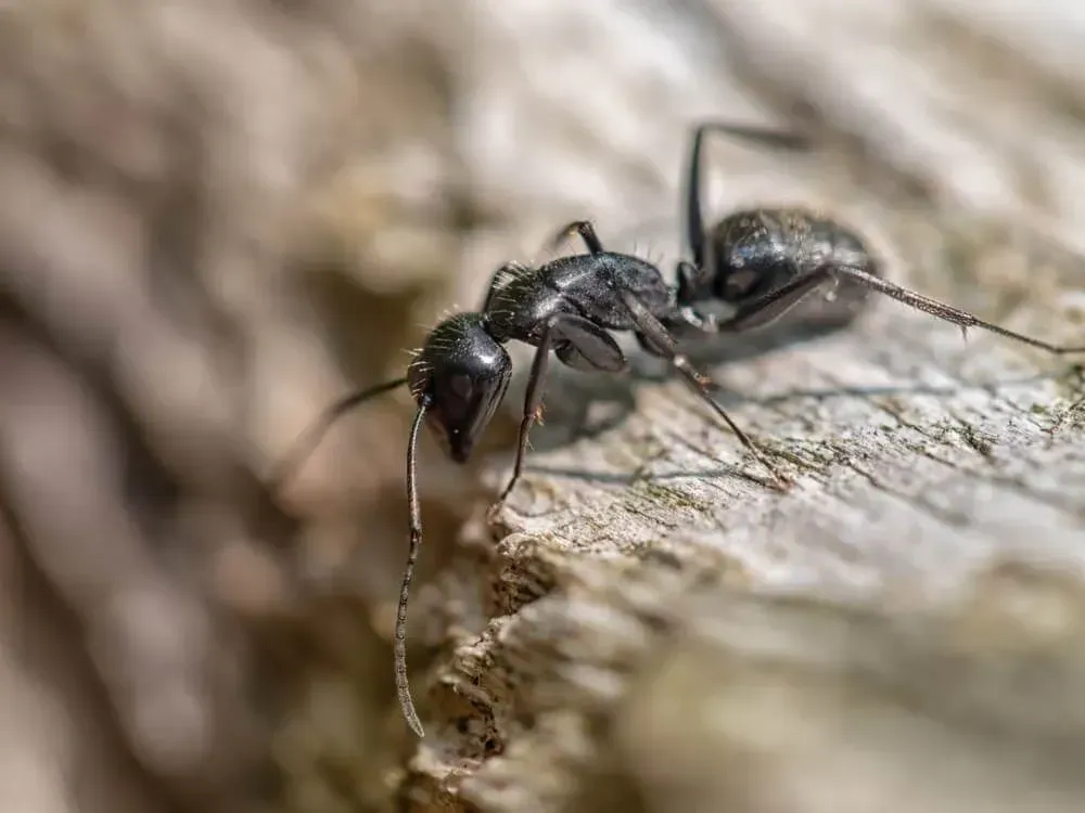 Black ant on rough, light-colored wood surface, with antennae extended — Dominion Pest Control in Kumbia, QLD