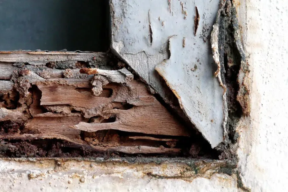 Termite-damaged Wooden Window Frame With Peeling Paint — Dominion Pest Control in Murgon, QLD