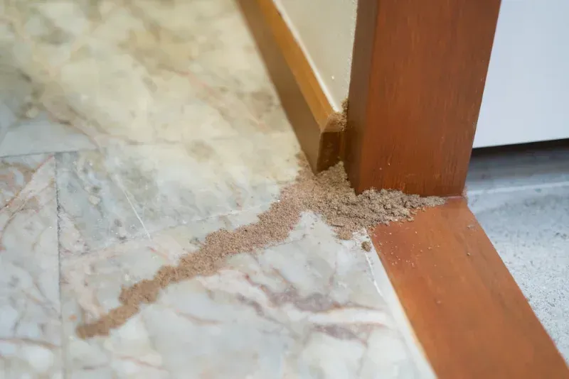 Pile of termite droppings on a marble floor next to a brown wooden door frame — Dominion Pest Control in Kumbia, QLD