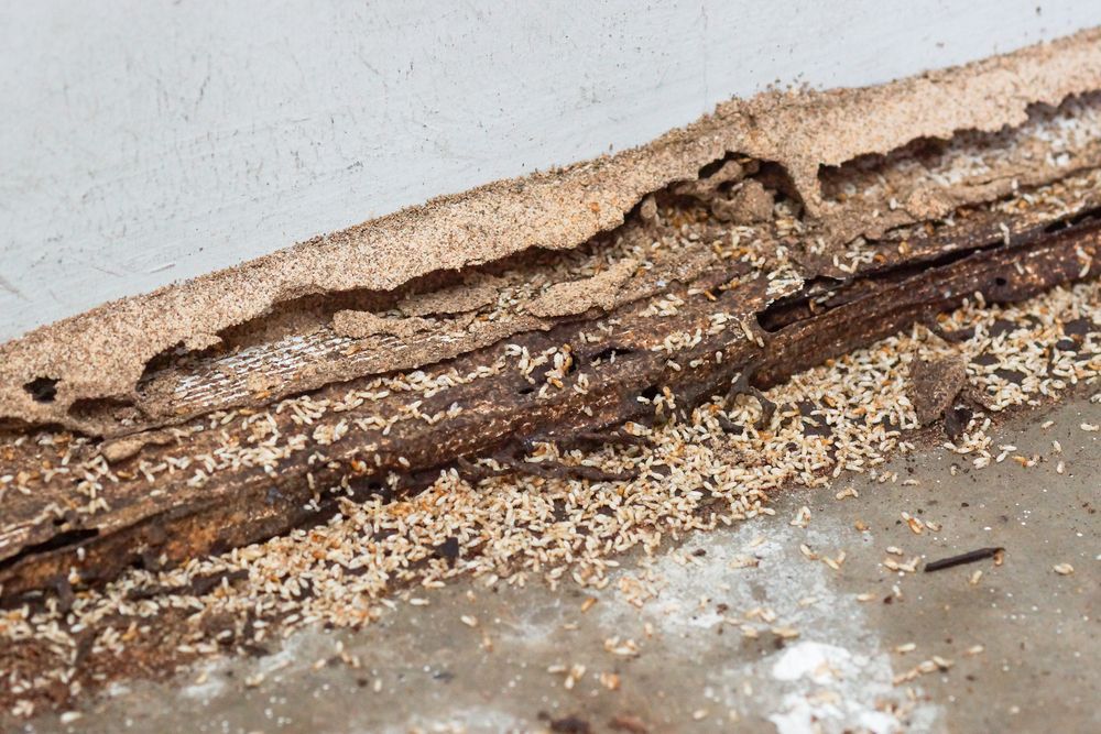 Termite Damage on a Wooden Surface, Showing Extensive Wood Destruction — Dominion Pest Control in Wondai, QLD