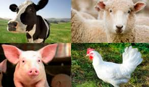 Forrajes El Gualeguay