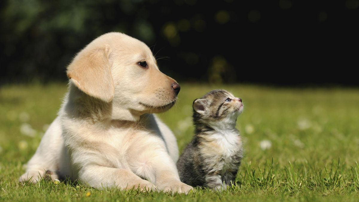 Forrajes El Gualeguay