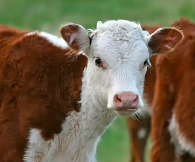 Forrajes El Gualeguay