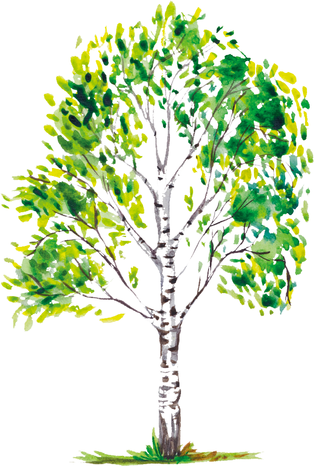 Un dipinto ad acquerello di una betulla con foglie verdi su sfondo bianco.