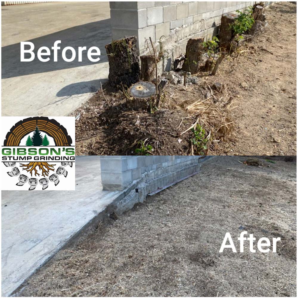 Before and After Work Projects — Stump Removal in Townsville, QLD