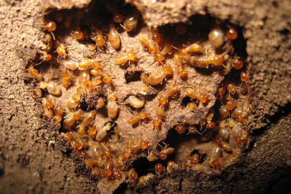Termites Inside Wood — Torrance, CA — John Kowan Termite Control