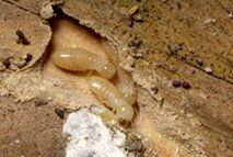 Big Termites — Torrance, CA — John Kowan Termite Control