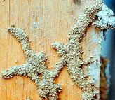 Wood With Termites — Torrance, CA — John Kowan Termite Control