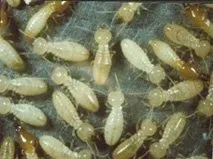 Termites — Torrance, CA — John Kowan Termite Control