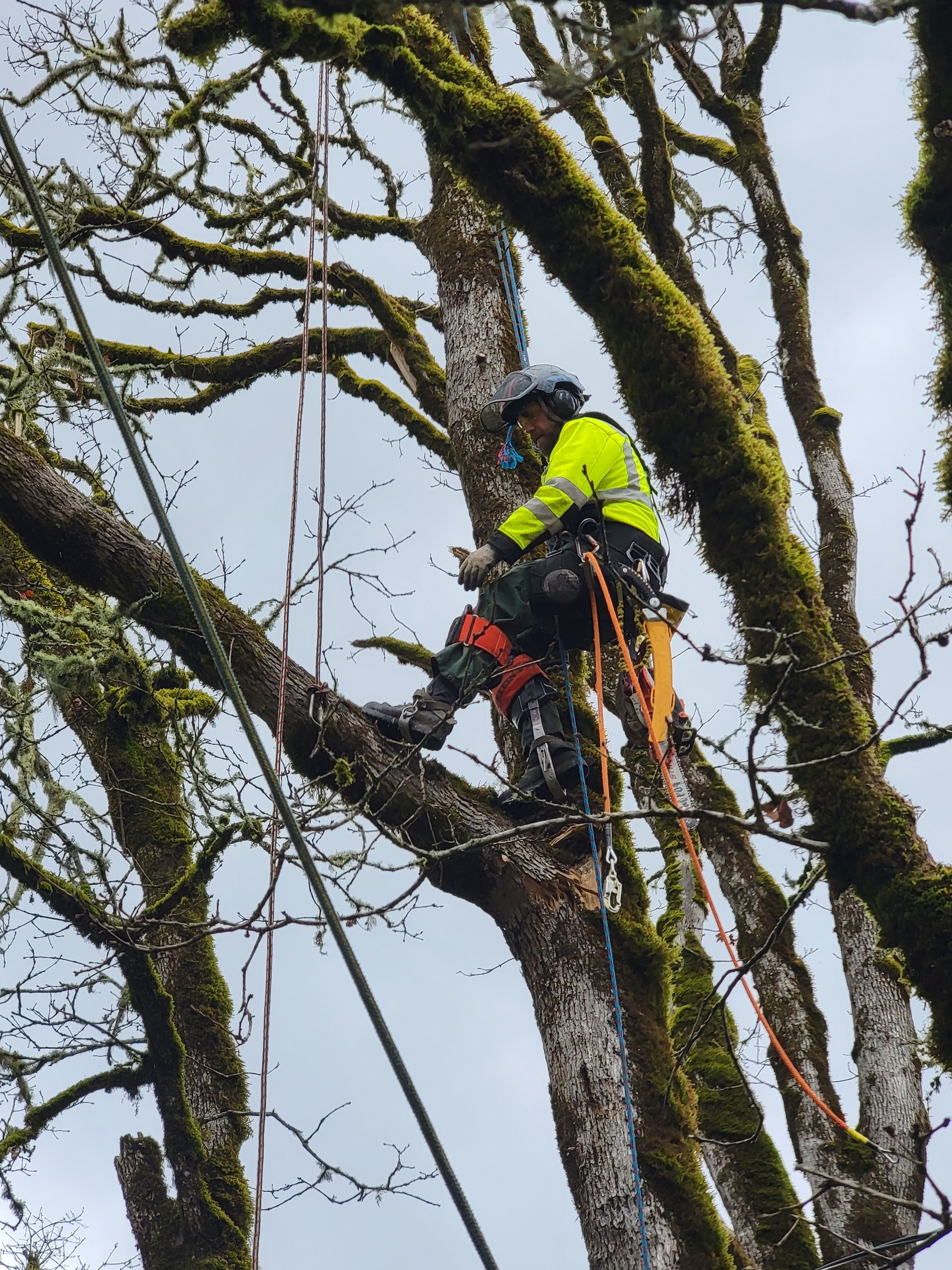 A Man is Climbing a Tree with a Chainsaw — Olympia, WA — Alternative Solutions SPC