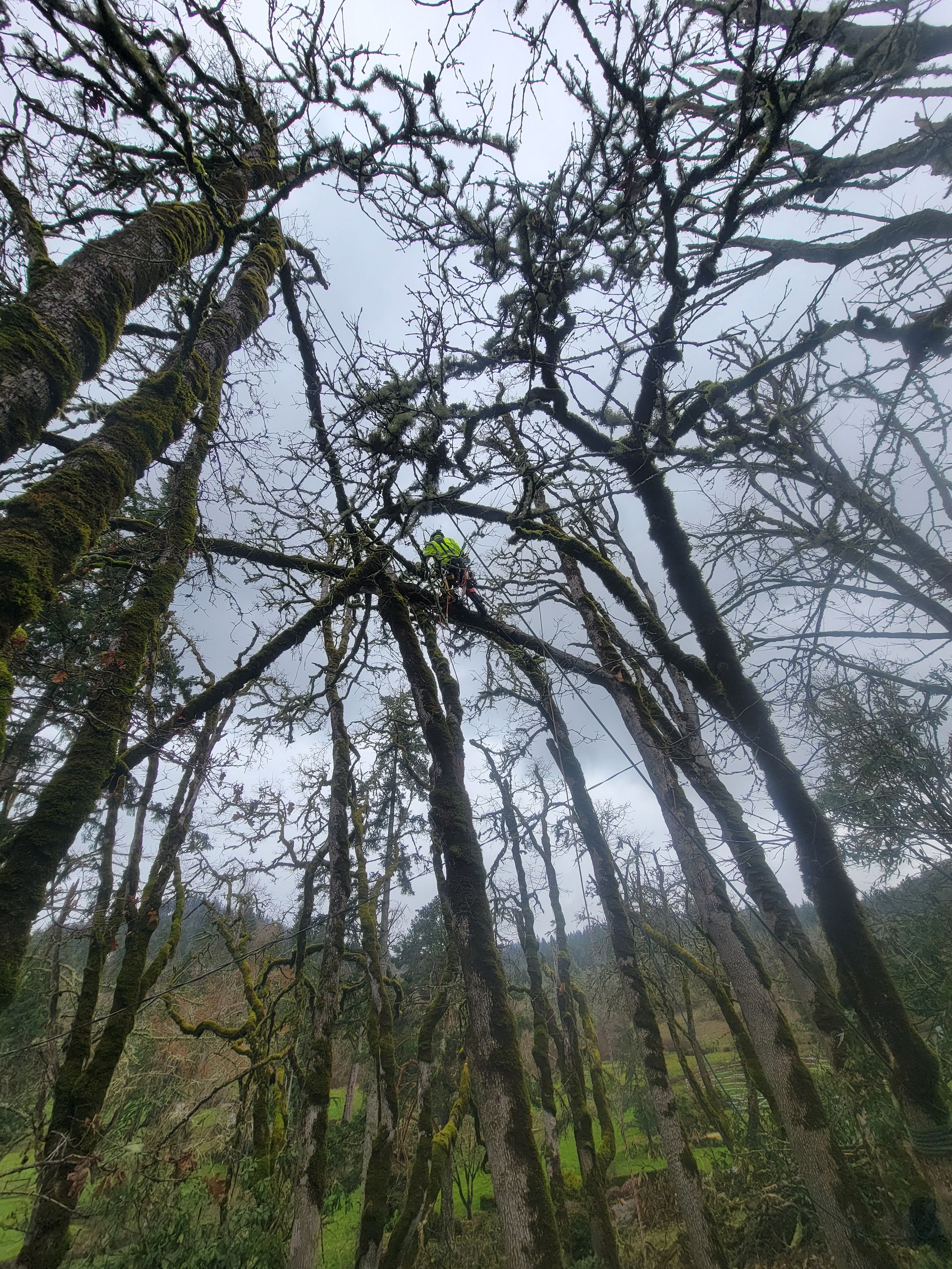 Looking up at Trees in a Forest on a Cloudy Day — Olympia, WA — Alternative Solutions SPC