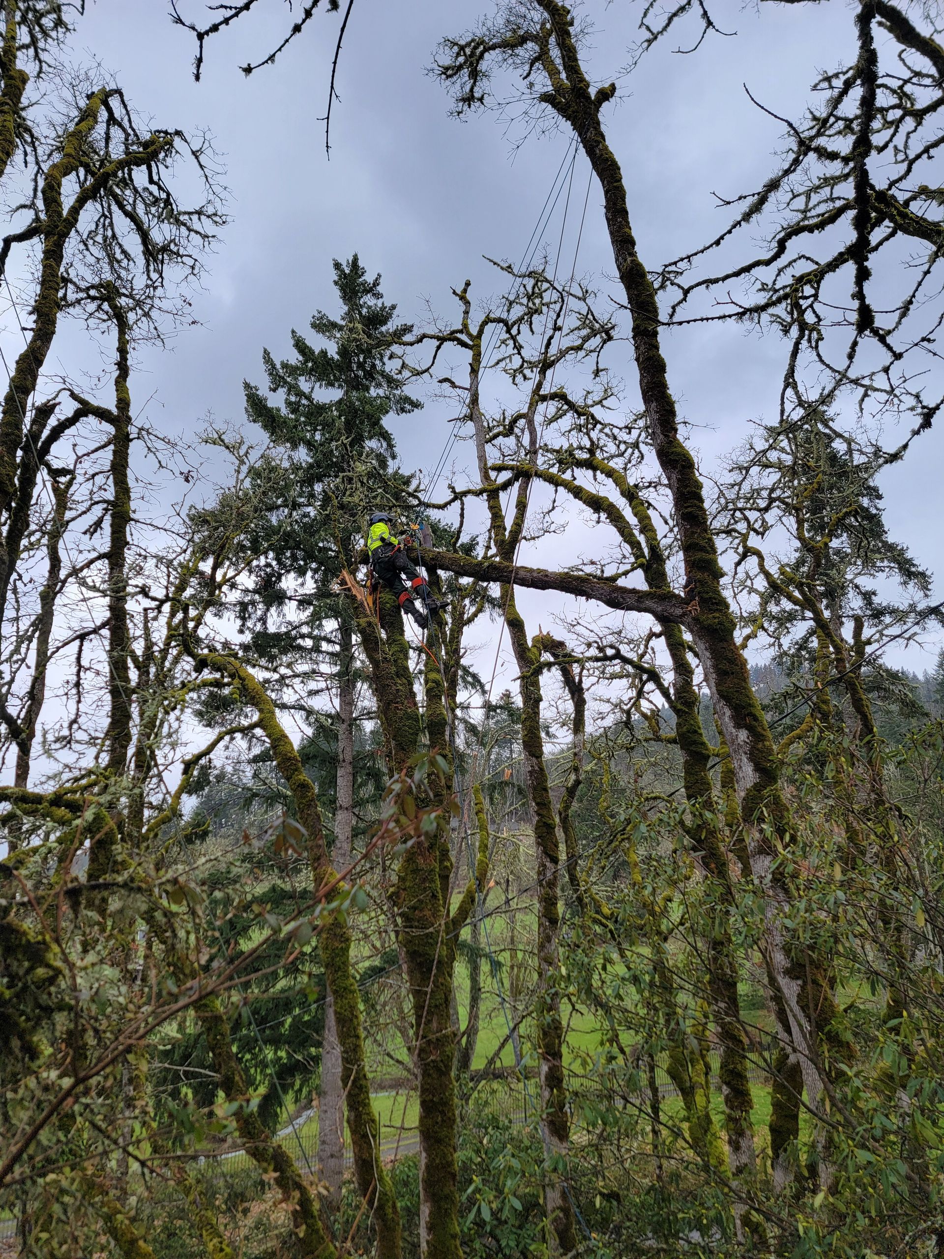 A Man is Climbing a Tree in a Forest — Olympia, WA — Alternative Solutions SPC
