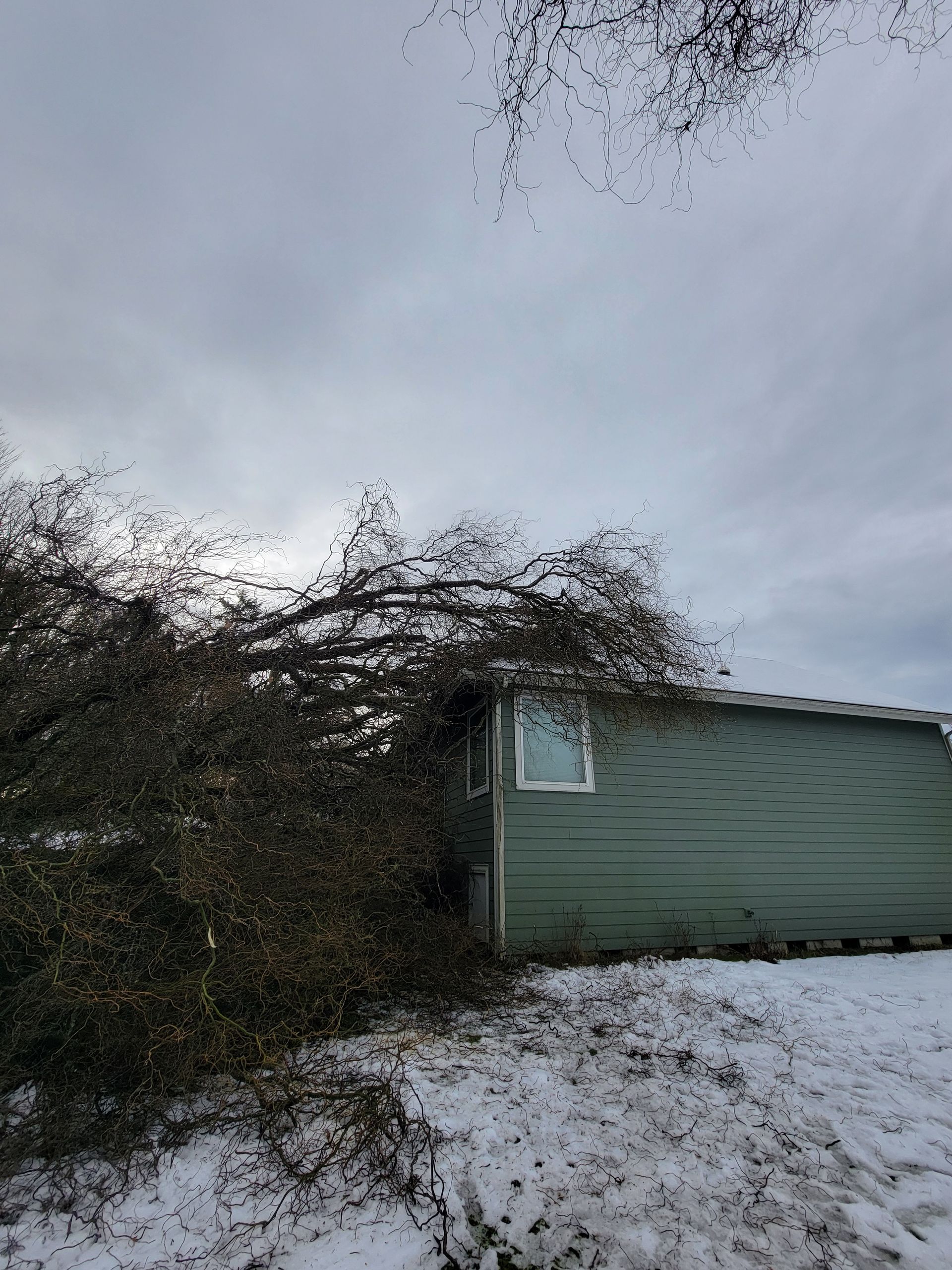 A Green Shed with a Tree Fallen on Top of it in the Snow — Olympia, WA — Alternative Solutions SPC