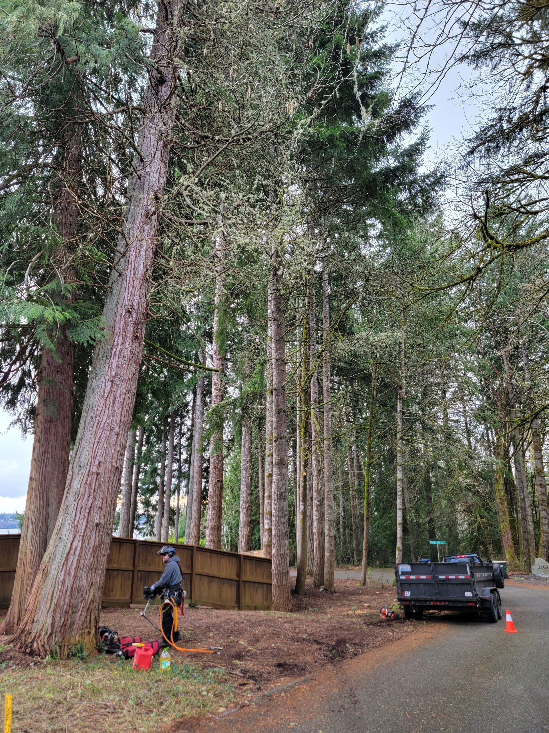 A Man is Cutting a Tree in the Middle of a Forest — Olympia, WA — Alternative Solutions SPC