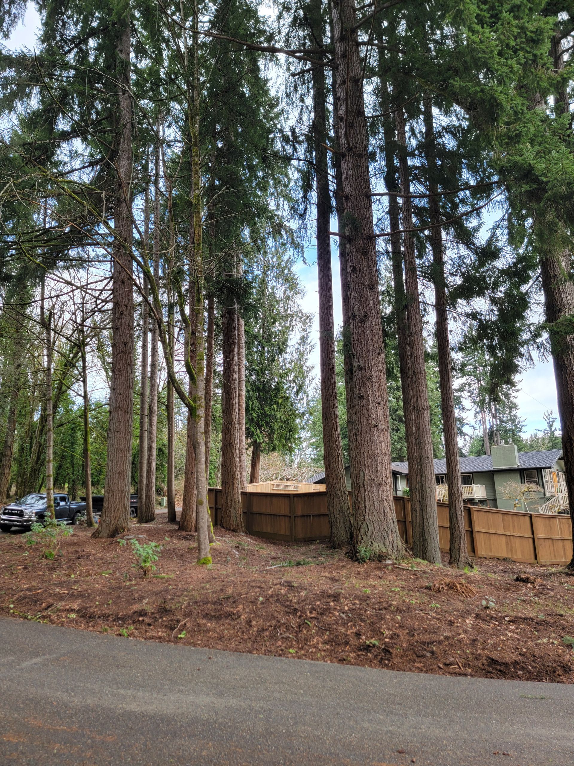 A Lot of Trees are Lined Up on the Side of a Road — Olympia, WA — Alternative Solutions SPC