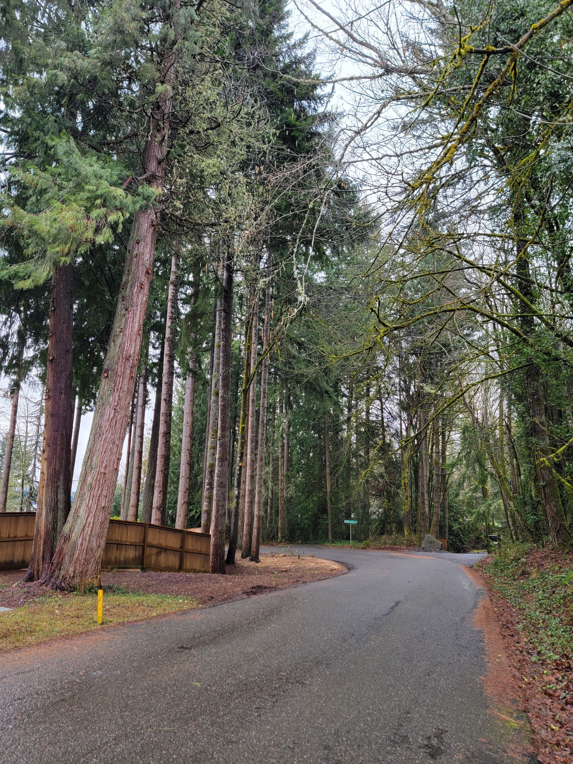 A Road Going through a Forest with Trees on Both Sides — Olympia, WA — Alternative Solutions SPC