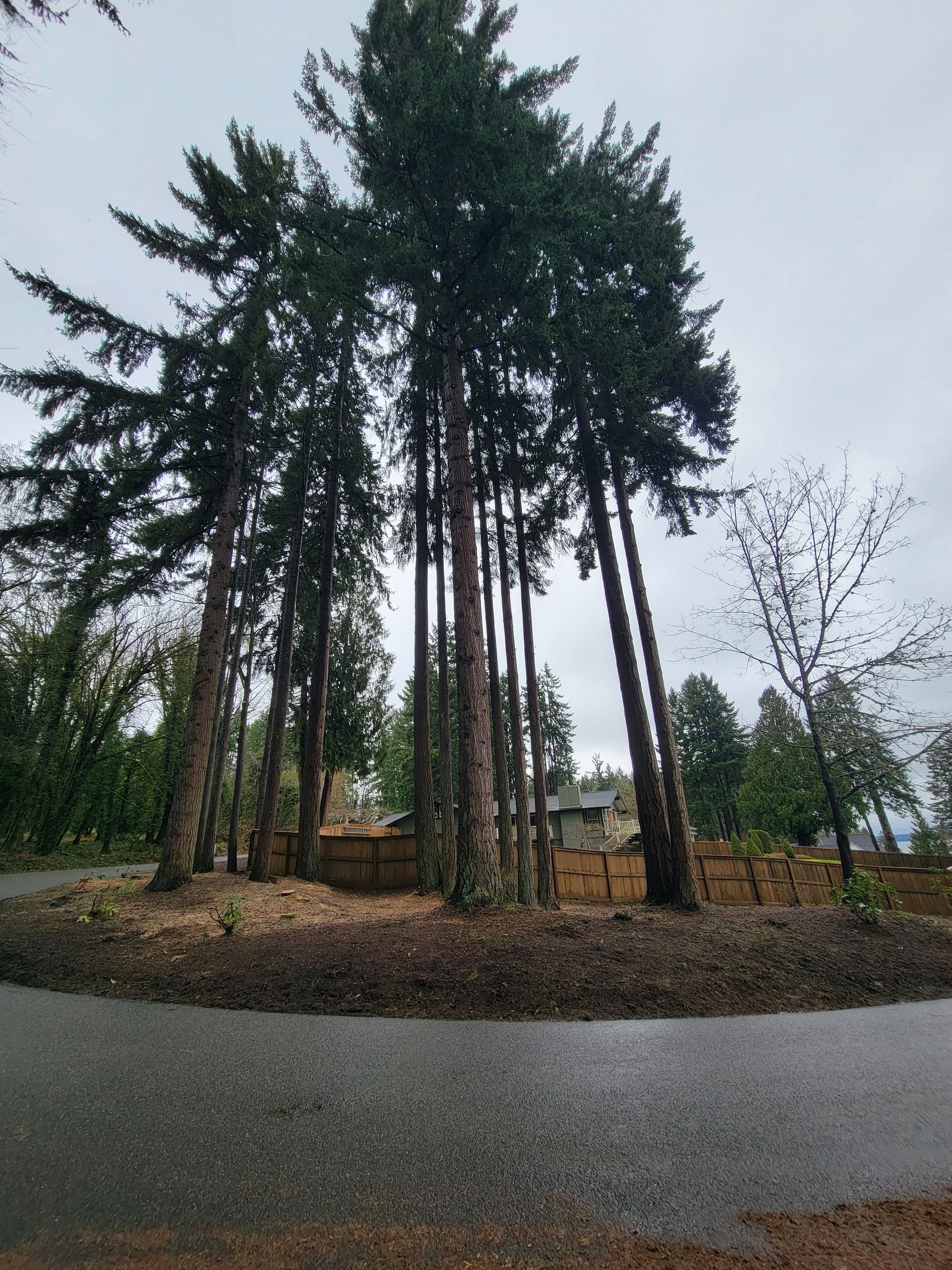 A Row of Pine Trees along the Side of a Road — Olympia, WA — Alternative Solutions SPC