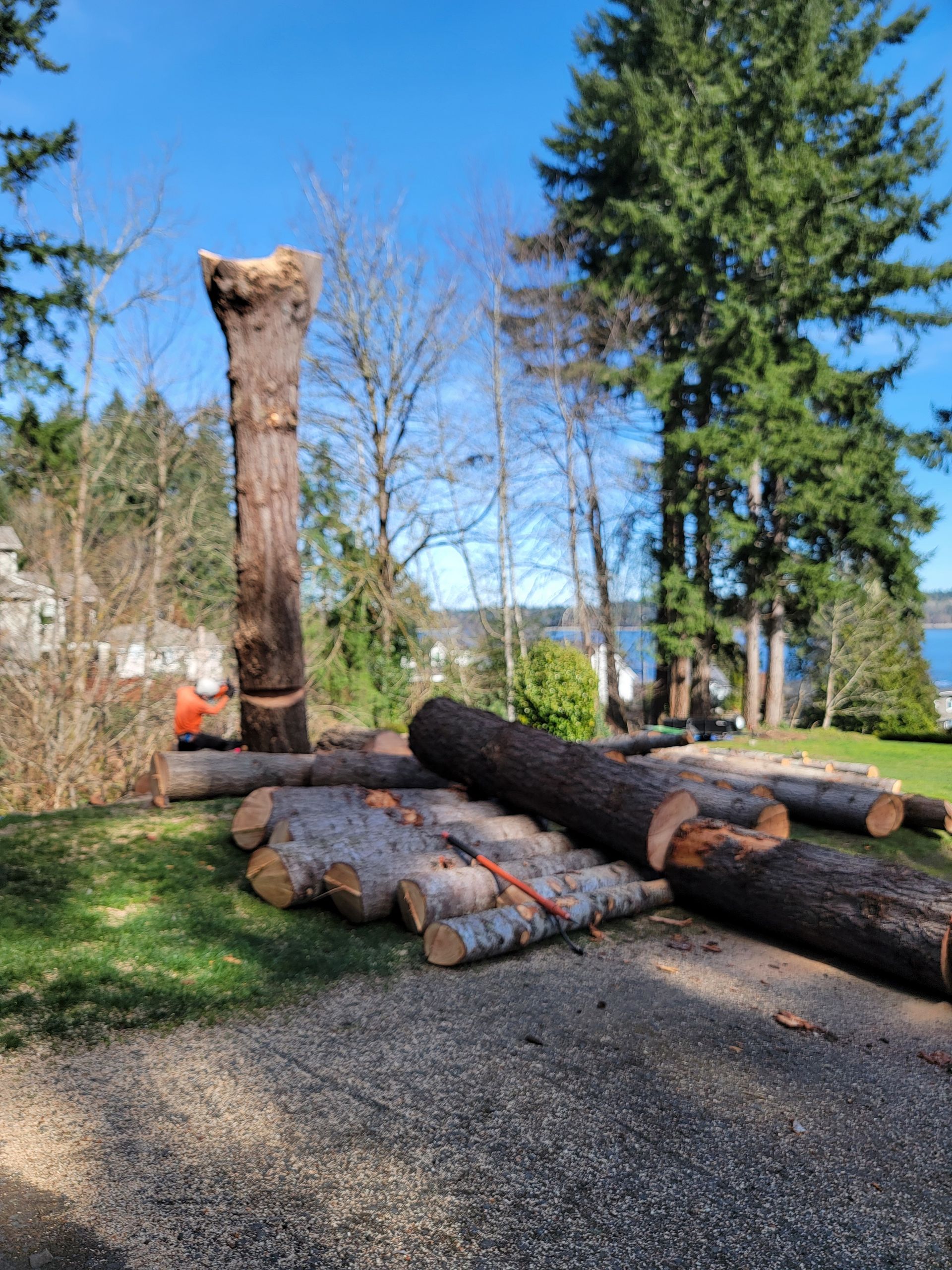 A Pile of Logs Sitting on Top of a Gravel Road Next to a Tree — Olympia, WA — Alternative Solutions SPC