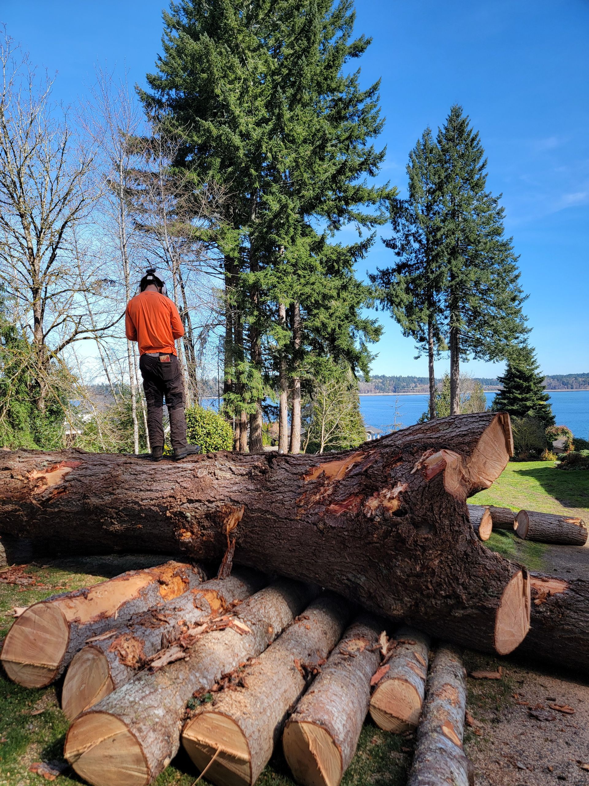 A Man is Standing on Top of a Pile of Logs — Olympia, WA — Alternative Solutions SPC