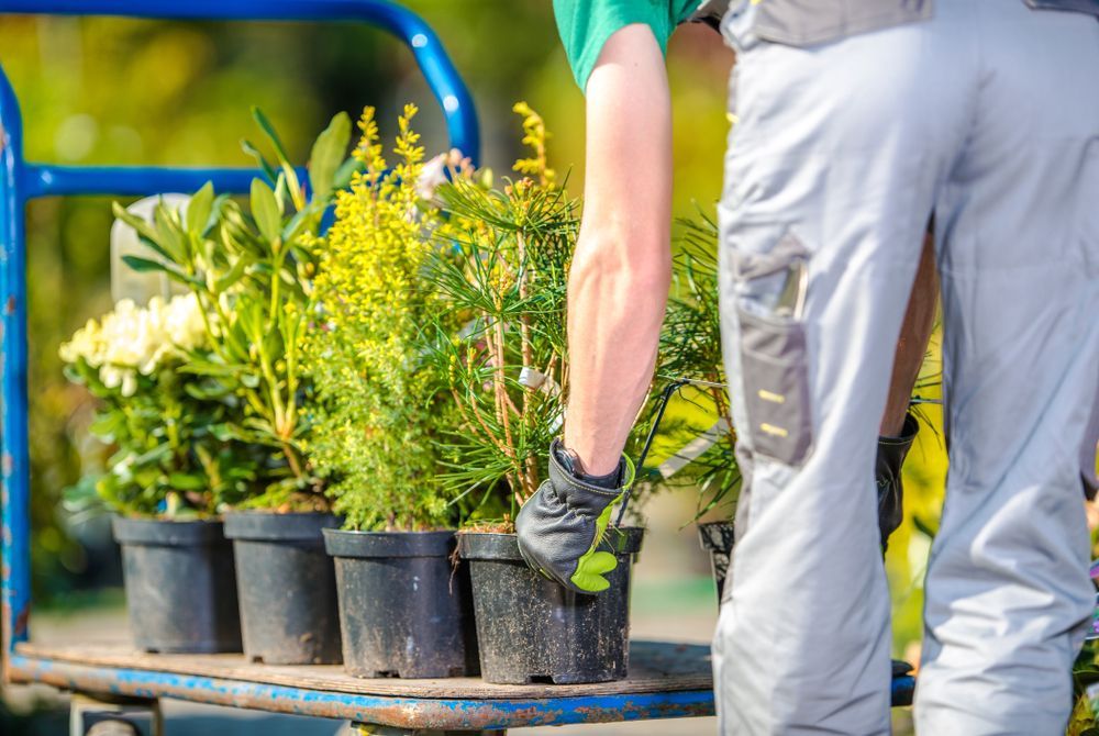 Person Loading Potted Plants Onto a Blue Cart in an Outdoor Setting — Rohan's Maintenance in Robina, QLD