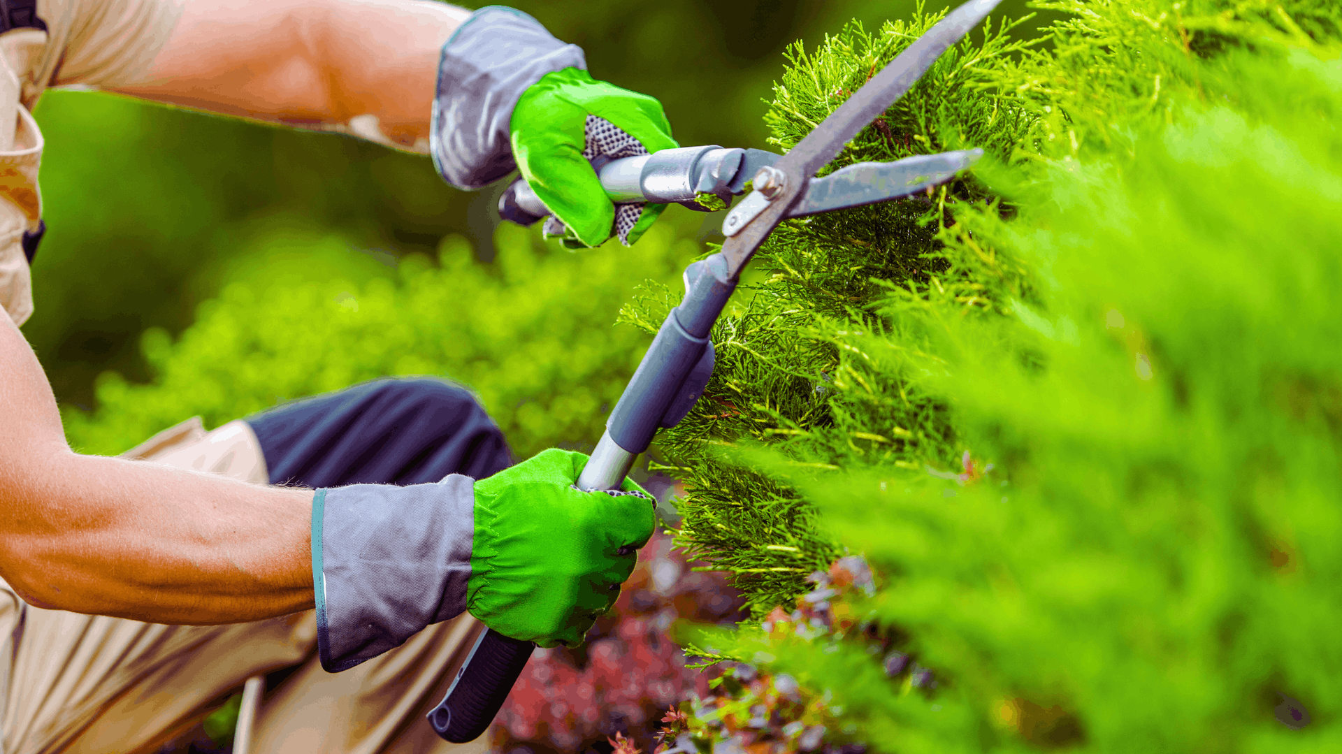 Gardener trimming green shrub with long-handled shears; wearing green gloves, close-up shot outdoors — Rohan's Maintenance in Robina, QLD