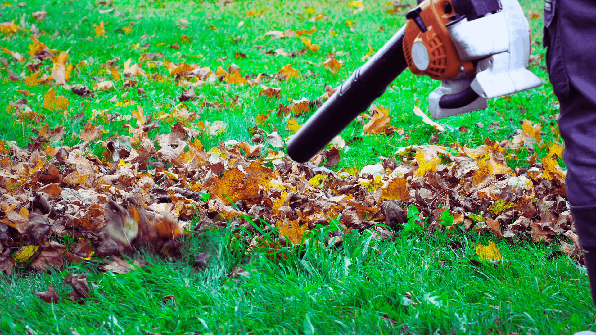 Person using a leaf blower on a lawn covered in fallen leaves — Rohan's Maintenance in Robina, QLD