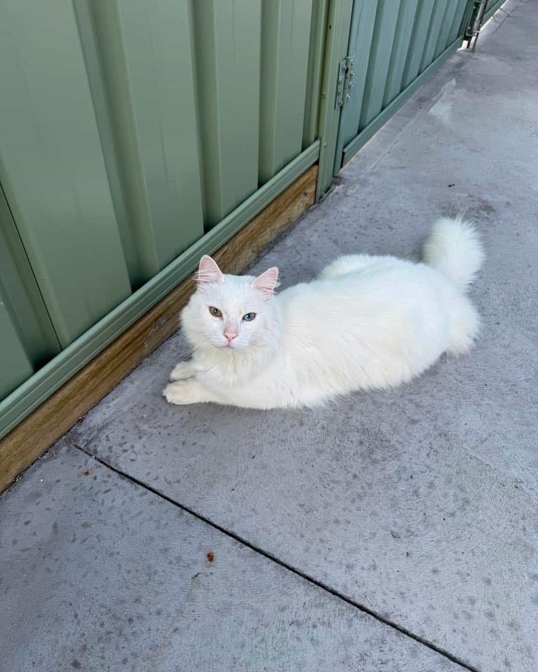 White Fluffy Cat Lying on a Concrete Sidewalk Beside a Green Fence — Catios By Paulie in Blackbutt, NSW
