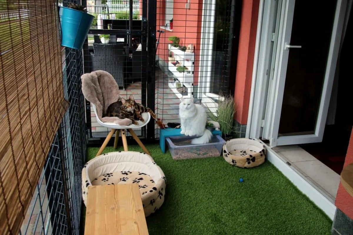 Cat Sitting on a Small Balcony With Artificial Grass, Chairs, and a Red Wall — Catios By Paulie in Blackbutt, NSW